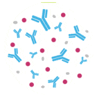 The target protein is isolated, purified and concentrated (close image).